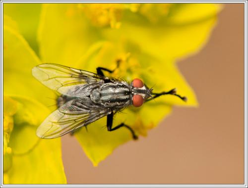 Sarcophaga sp.