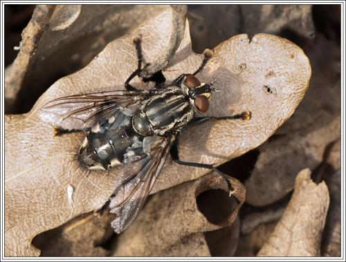 Sarcophaga sp.