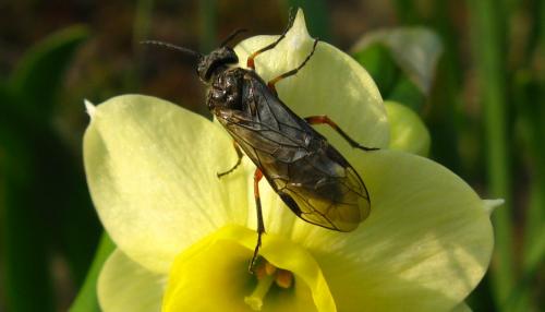 Réf. 67 631 : Dolerus (gonager-puncticollis)