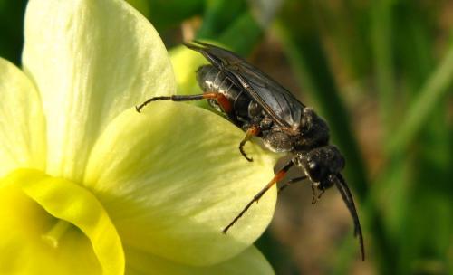 Réf. 67 632 : Dolerus (gonager-puncticollis)