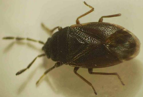 Drymus ryeii