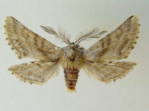 Apochima flabellaria