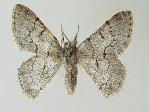 Réf. 67 164 : Pingasa lahayei