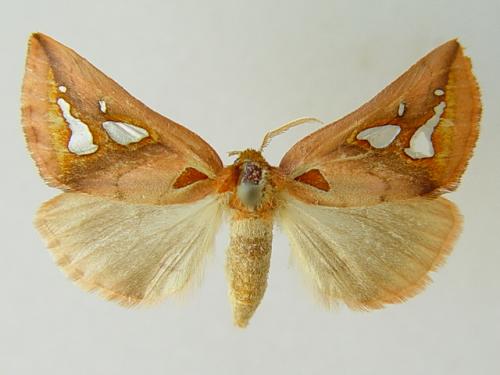 Axia vaulogeri