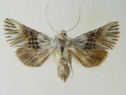 Réf. 67 284 : Omphalophana serrata