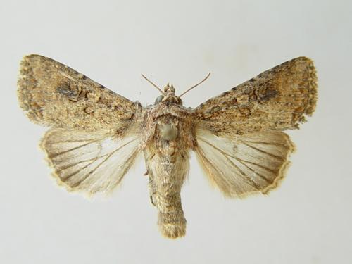 Mythimna languida