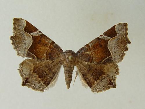 Zethes insularis
