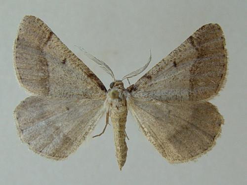 Réf. 67 170 : Isturgia spodiaria