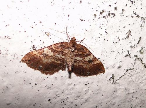 Earophila badiata