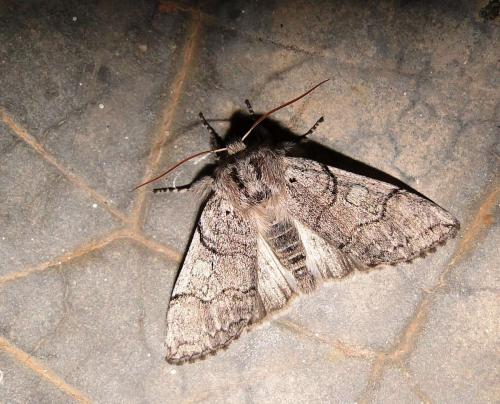 Achlya flavicornis