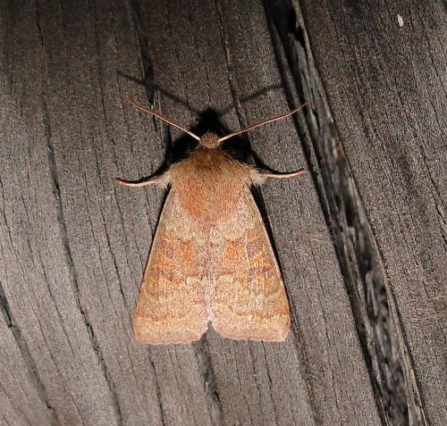 Réf. 67 547 : Orthosia miniosa