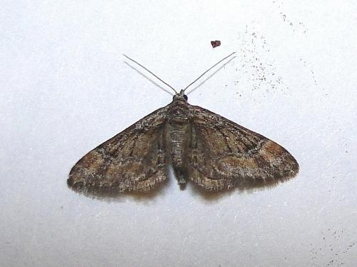Réf. 67 628 : Gymnoscelis rufifasciata