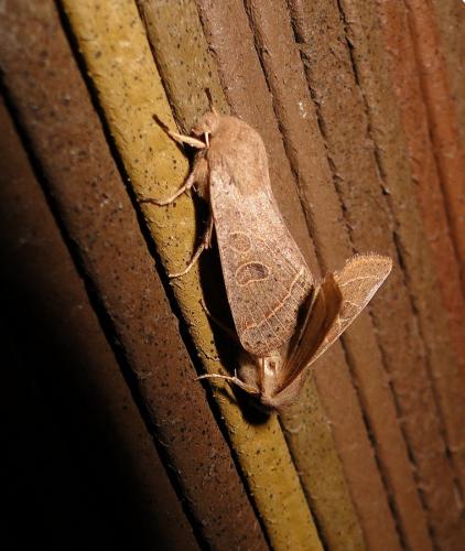 Orthosia cerasi