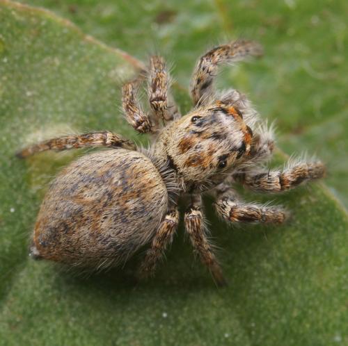 Réf. 67 412 : Carrhotus xanthogramma