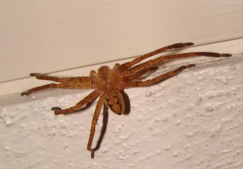 Olios argelasius
