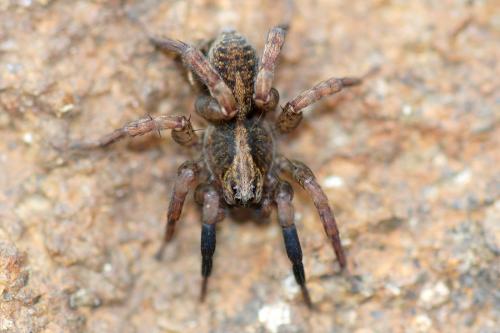 Réf. 67 233 : Trochosa sp.