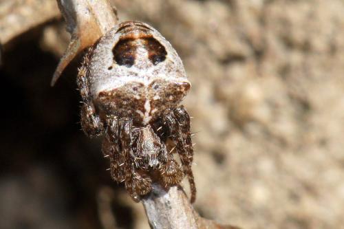 Réf. 67 461 : Gibbaranea bituberculata