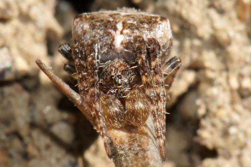 Réf. 67 462 : Gibbaranea bituberculata