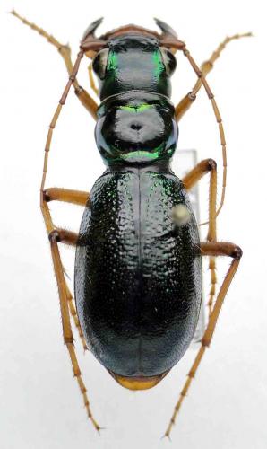 Réf. 67 979 : Megacephala megacephala