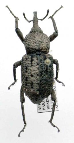 Sipalinus guineensis