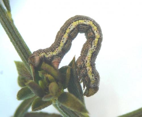 Réf. 67 393 : Isturgia miniosaria