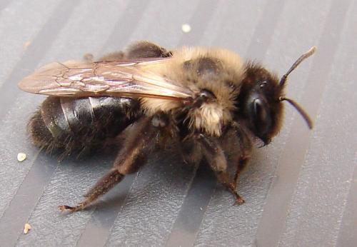 Andrena bicolorata