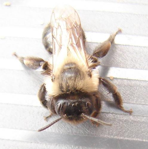 Andrena bicolorata