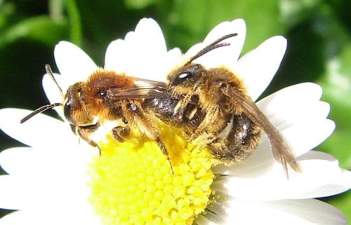 Réf. 67 212 : Andrena lagopus