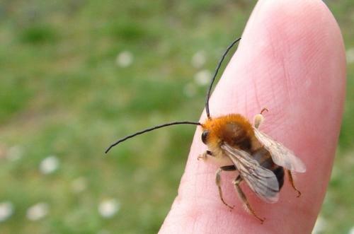 Eucera nigrescens