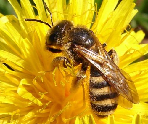 Réf. 67 271 : Halictus scabiosae