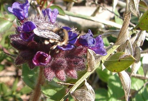 Melecta albifrons