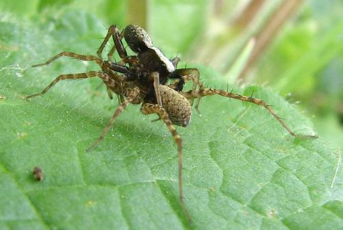 Pardosa sp.