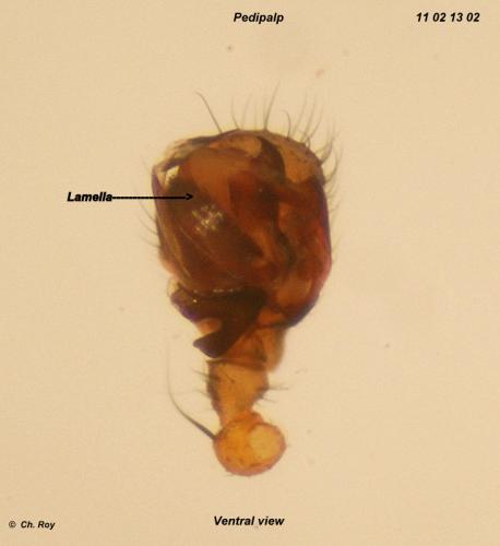Réf. 67 213 : Lepthyphantes nodifer