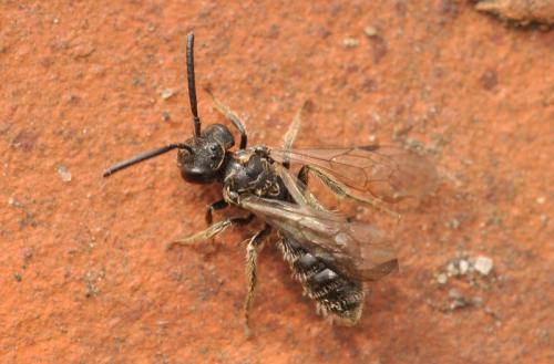 Andrena sp.