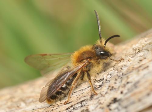 Andrena haemorrhoa