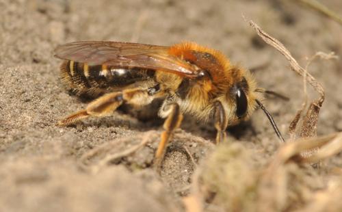 Andrena dorsata