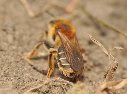 Andrena dorsata