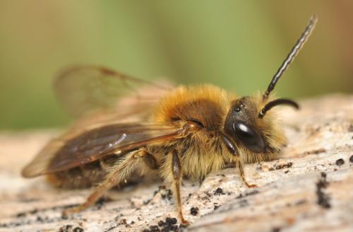 Andrena haemorrhoa