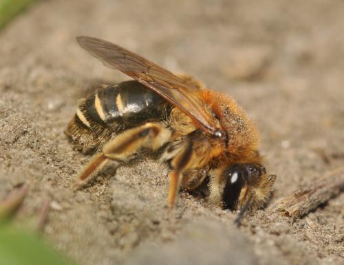 Réf. 67 568 : Andrena dorsata