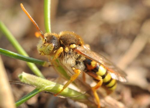 Nomada sp.