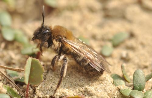 Andrena nycthemera
