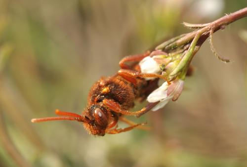 Réf. 67 411 : Nomada lathburiana