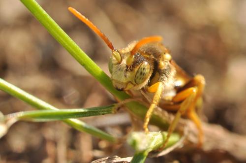 Nomada sp.