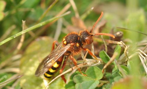 Réf. 67 413 : Nomada lathburiana