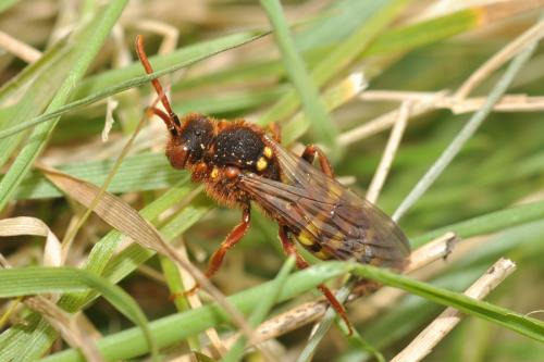 Réf. 67 409 : Nomada lathburiana