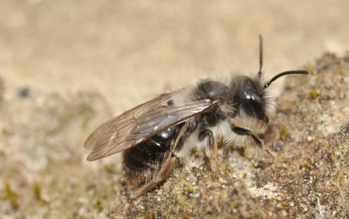 Andrena vaga