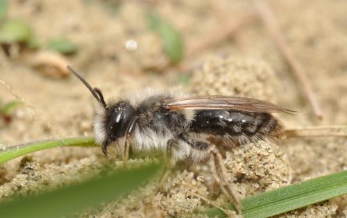 Réf. 67 341 : Andrena vaga