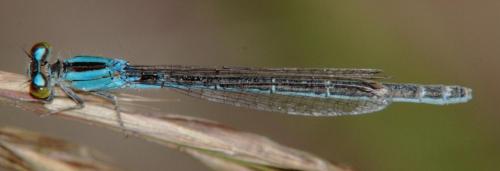 Ischnura pumilio