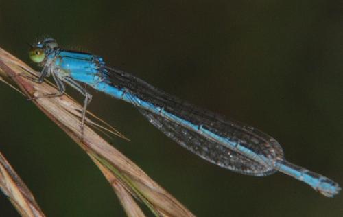 Réf. 67 468 : Ischnura pumilio