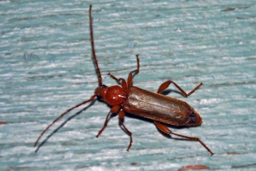 Phymatodes testaceus